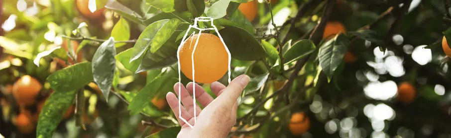Alimentos Orgânicos