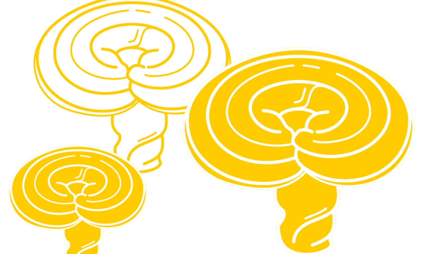 SIG 2023 Superfoodtrends Part3 Image Text Module 370X370 Functional Fungi